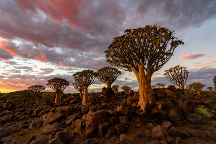 Paysage d'afrique du sud